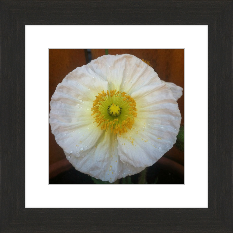 Poppy after the Rain