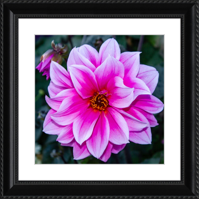 Pink Dahlia