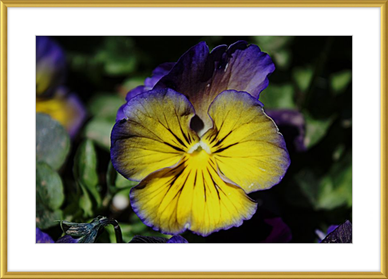 Purple & Yellow Pansy