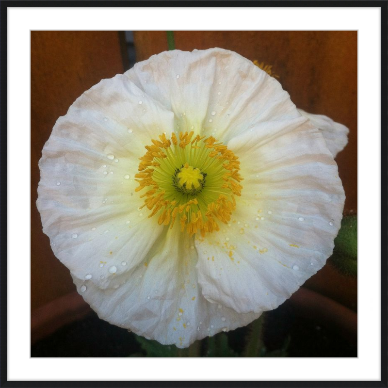 Poppy after the Rain