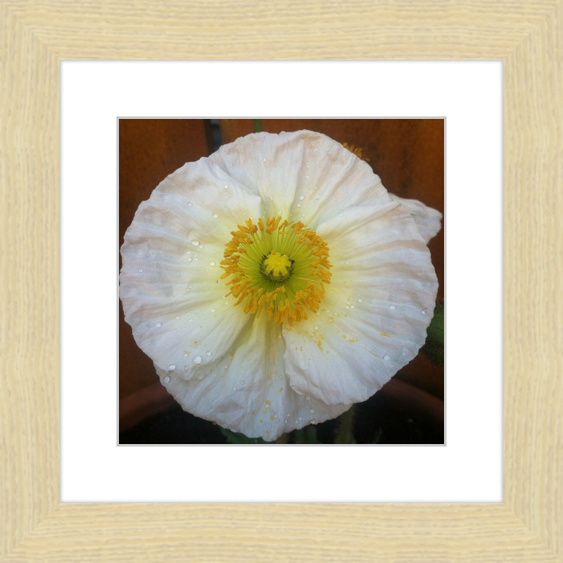 Poppy after the Rain
