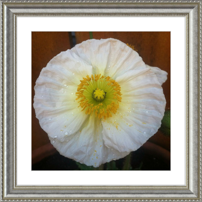 Poppy after the Rain