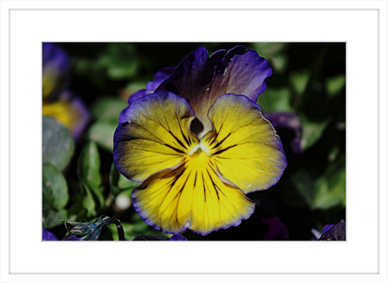 Purple & Yellow Pansy