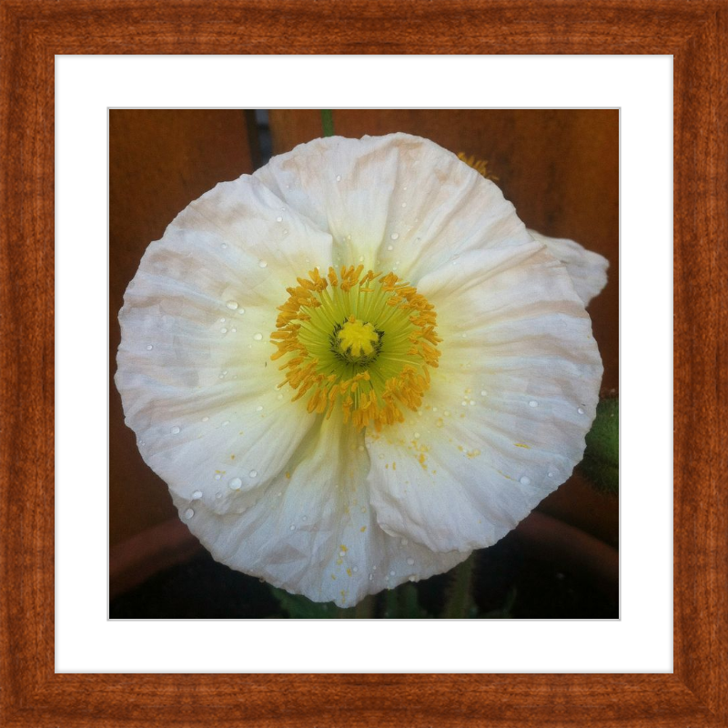 Poppy after the Rain
