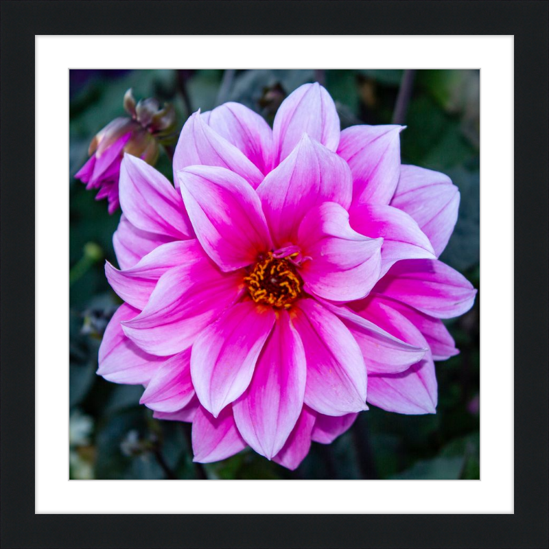 Pink Dahlia