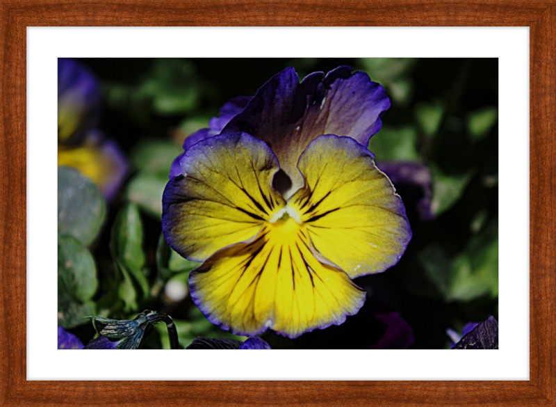 Purple & Yellow Pansy