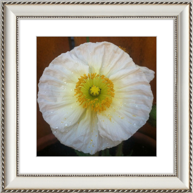 Poppy after the Rain