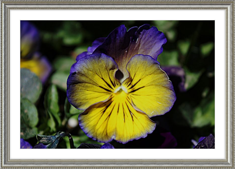 Purple & Yellow Pansy