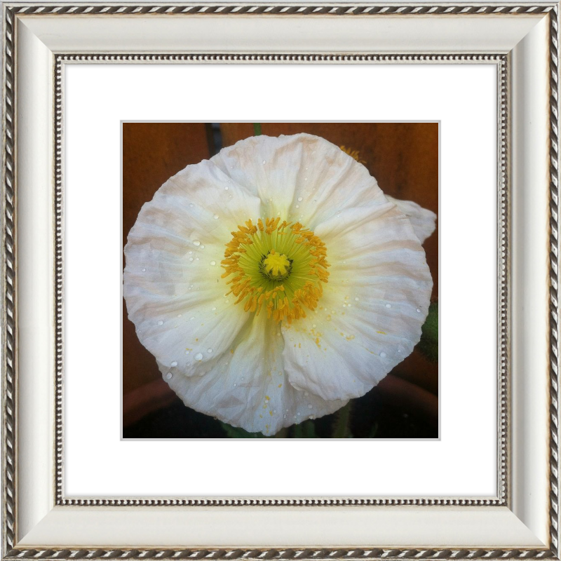 Poppy after the Rain
