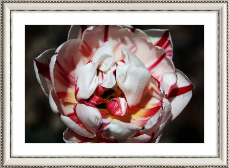 Peppermint Tulip