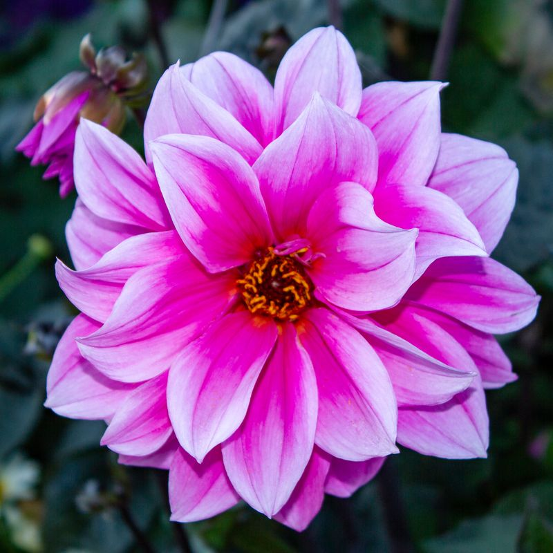 Pink Dahlia