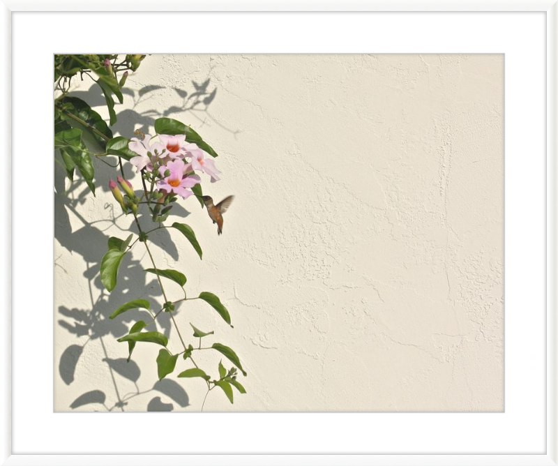 Hummingbird Feeding