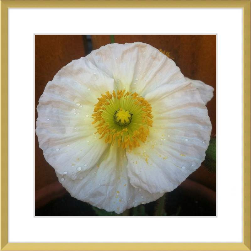 Poppy after the Rain