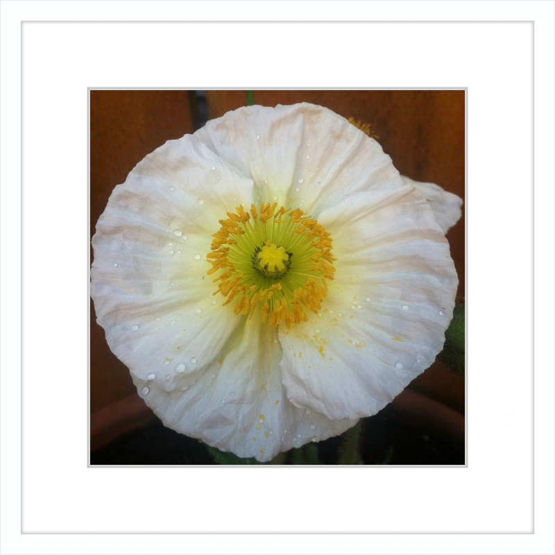 Poppy after the Rain