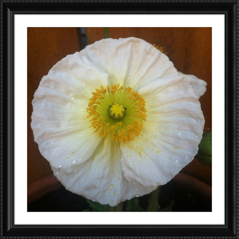 Poppy after the Rain