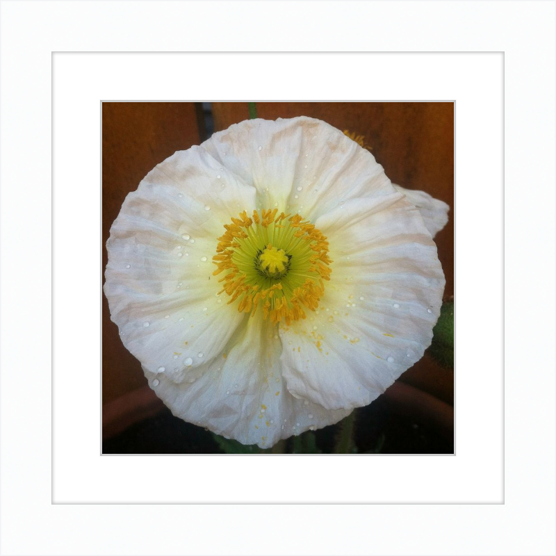 Poppy after the Rain