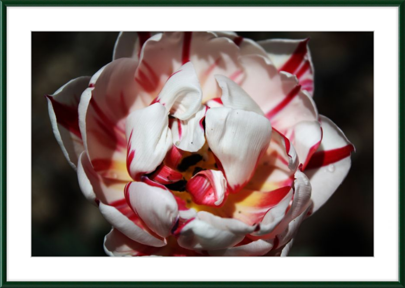 Peppermint Tulip