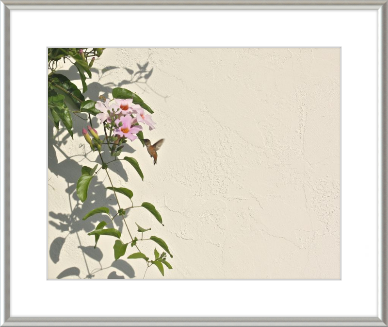 Hummingbird Feeding