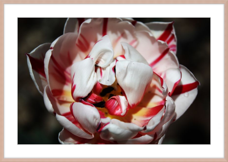 Peppermint Tulip