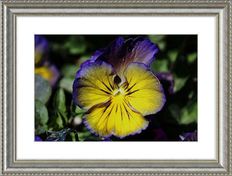 Purple & Yellow Pansy