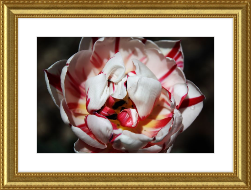 Peppermint Tulip