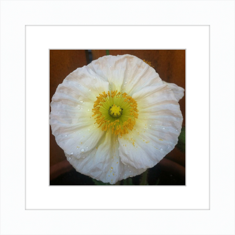 Poppy after the Rain