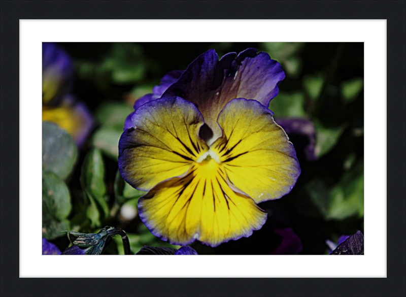 Purple & Yellow Pansy