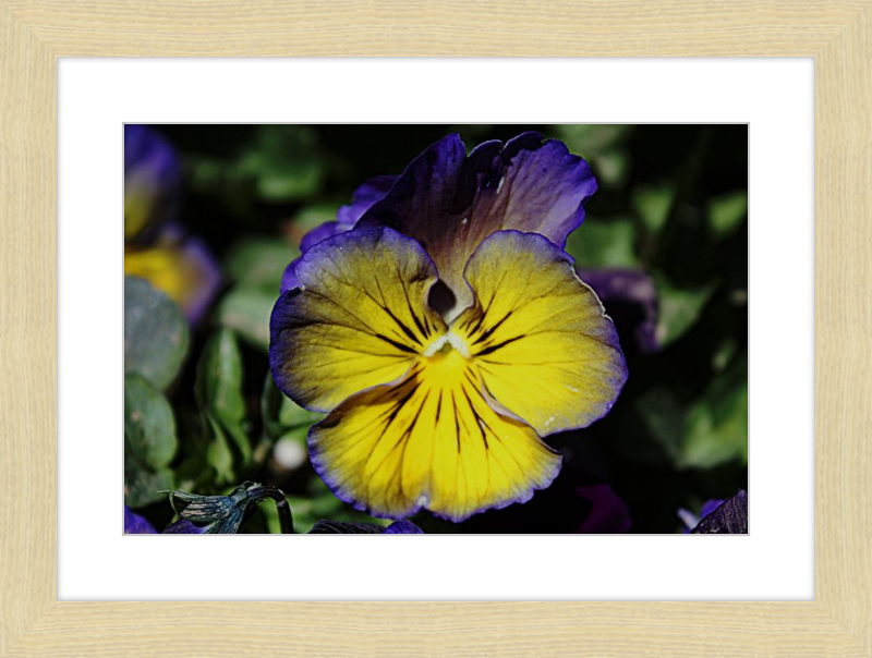 Purple & Yellow Pansy