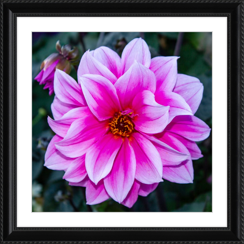 Pink Dahlia