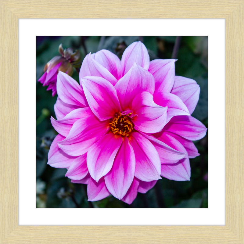Pink Dahlia