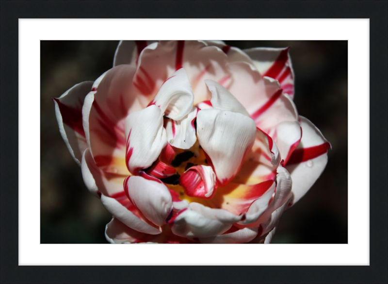 Peppermint Tulip