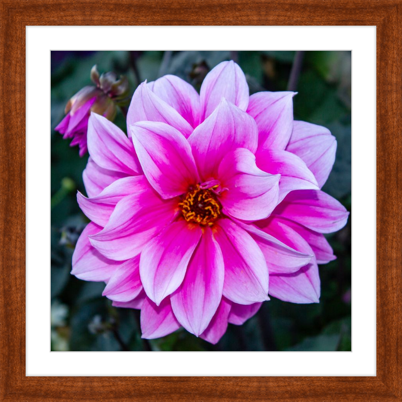 Pink Dahlia