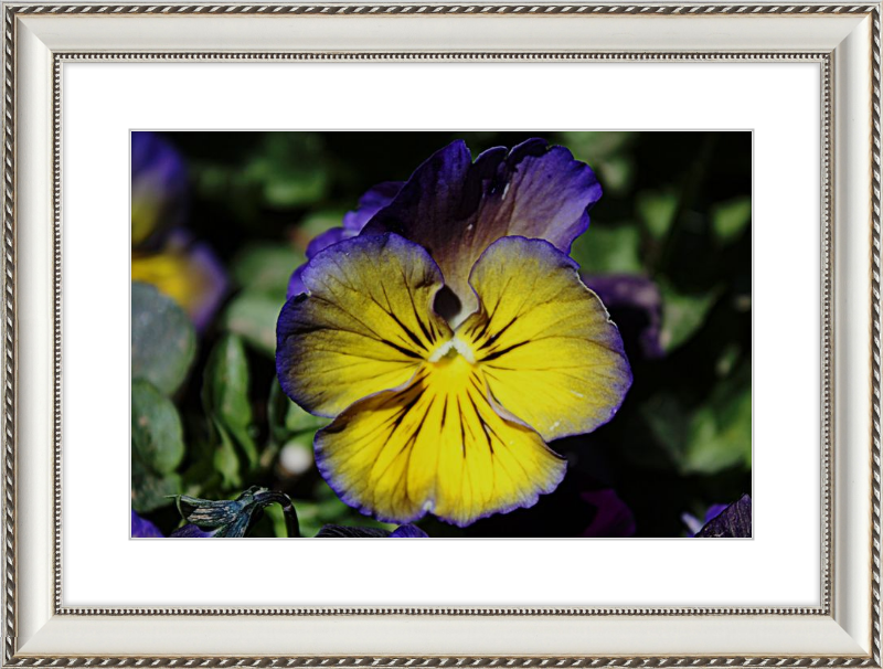 Purple & Yellow Pansy