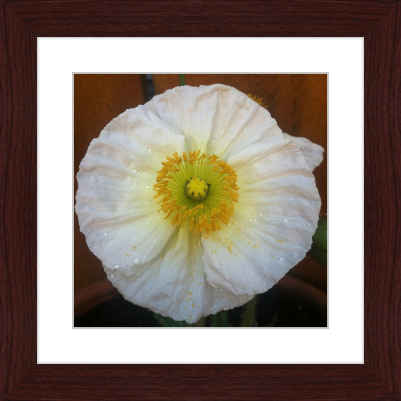 Poppy after the Rain