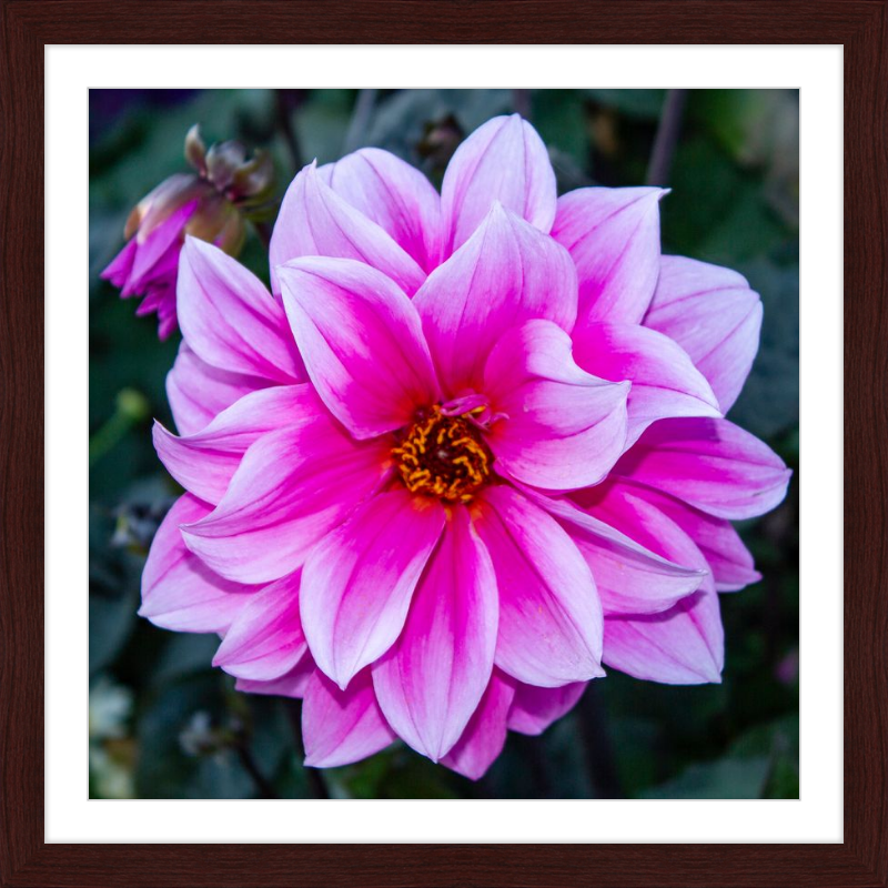 Pink Dahlia
