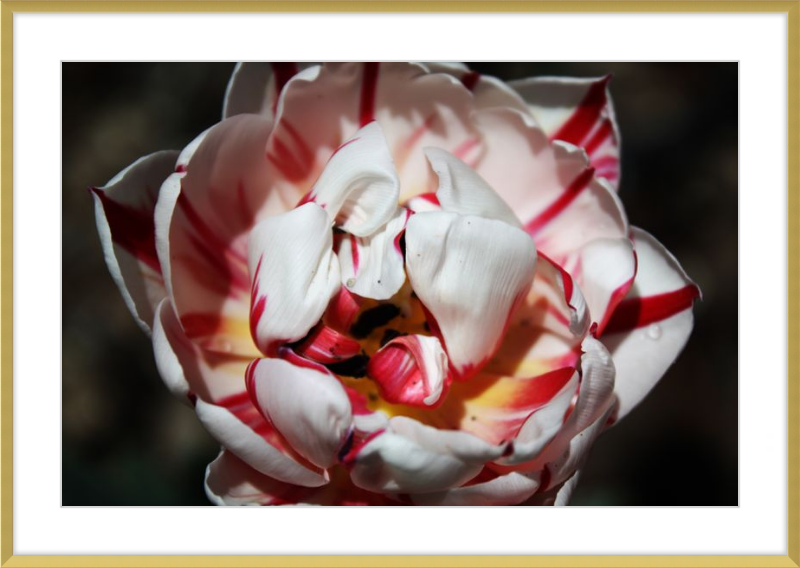 Peppermint Tulip
