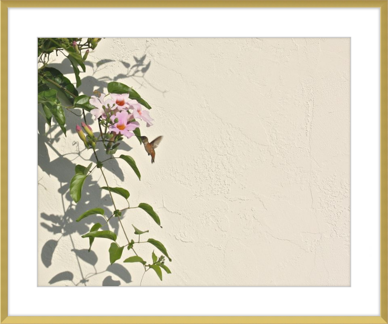 Hummingbird Feeding