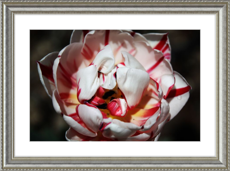 Peppermint Tulip