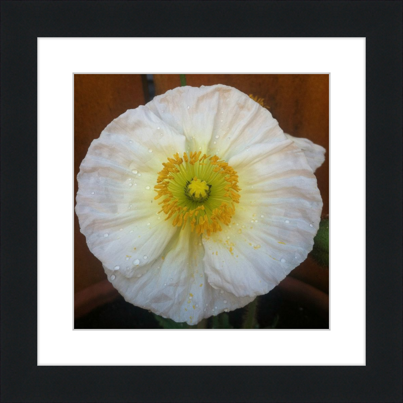 Poppy after the Rain
