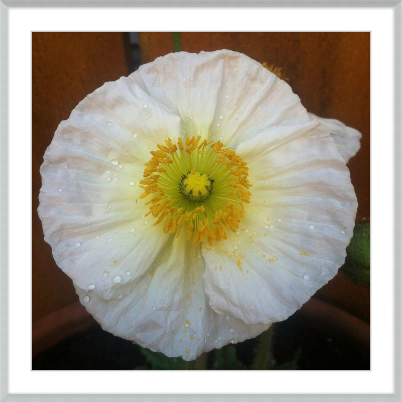 Poppy after the Rain