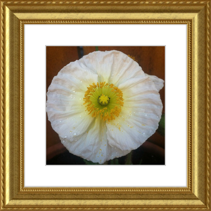 Poppy after the Rain