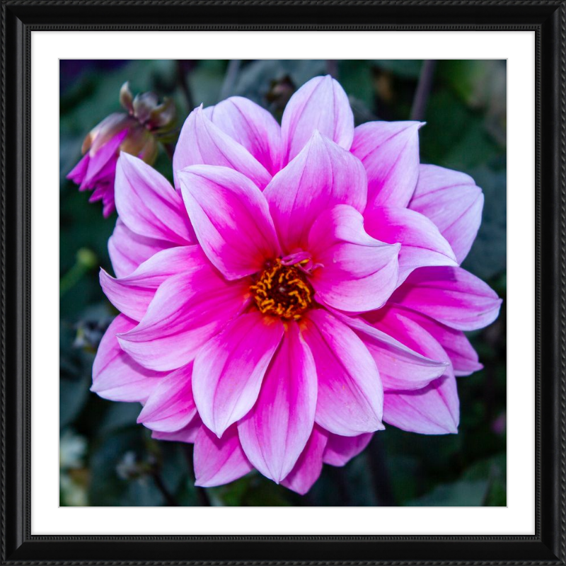 Pink Dahlia