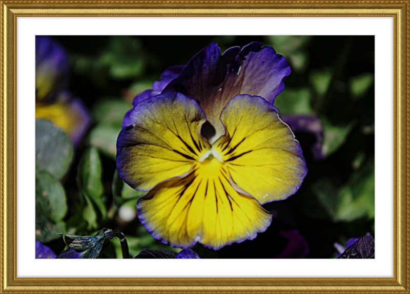 Purple & Yellow Pansy