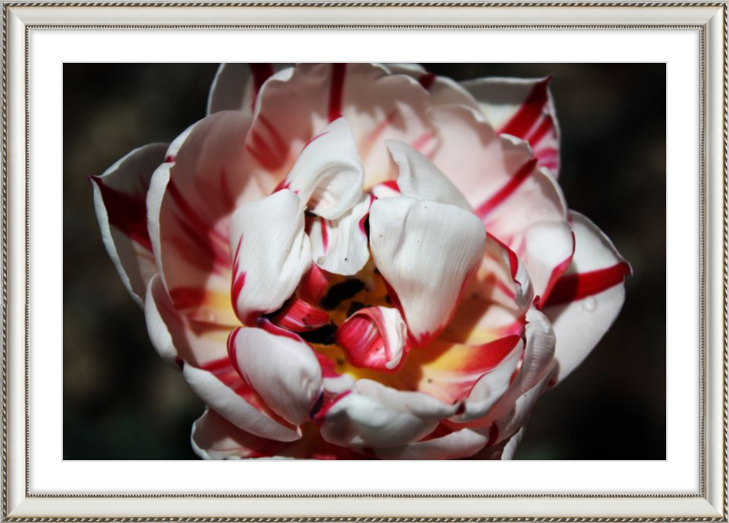Peppermint Tulip
