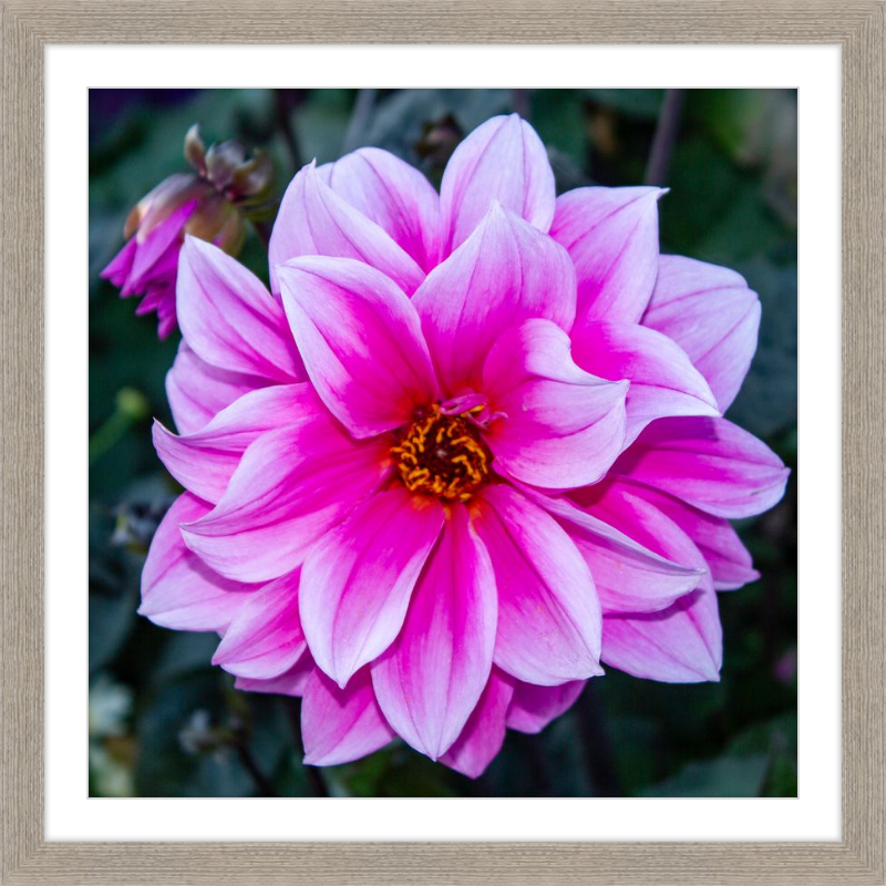Pink Dahlia