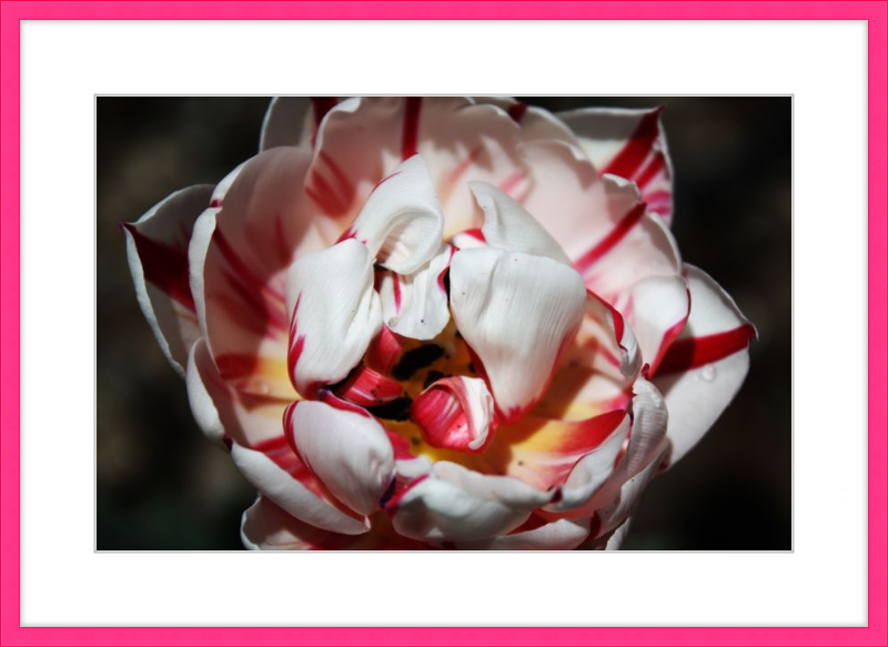 Peppermint Tulip