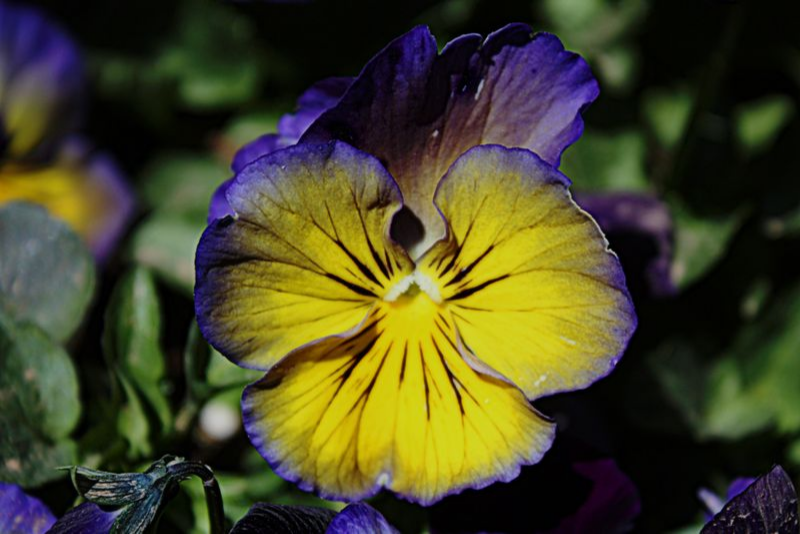 Purple & Yellow Pansy