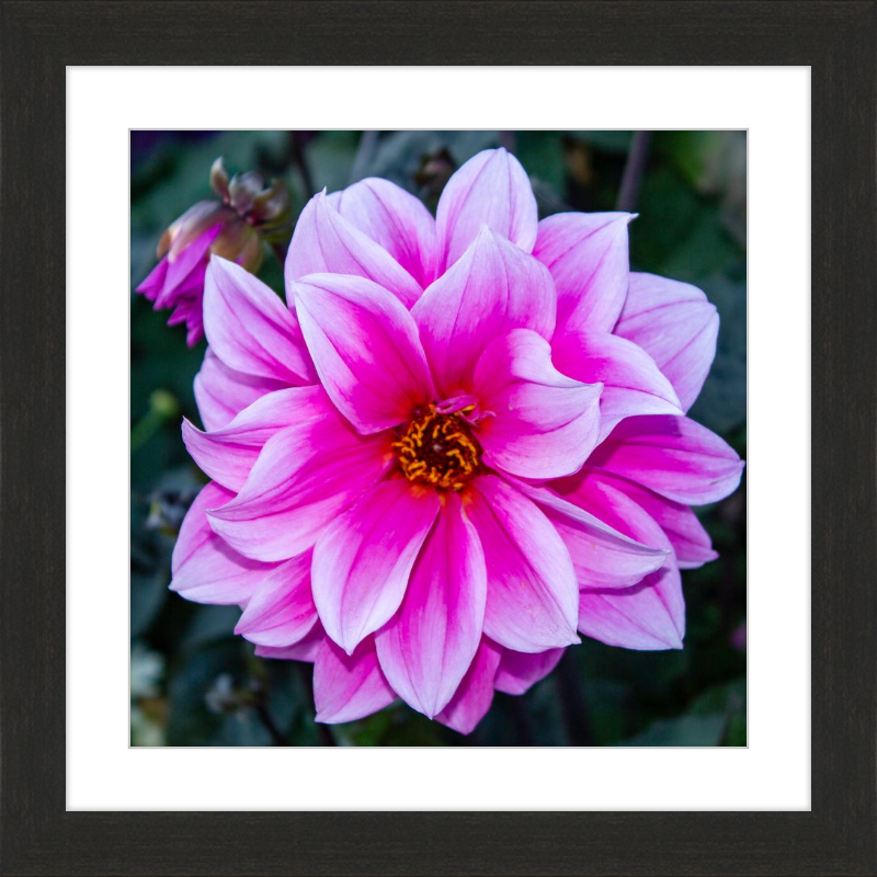 Pink Dahlia