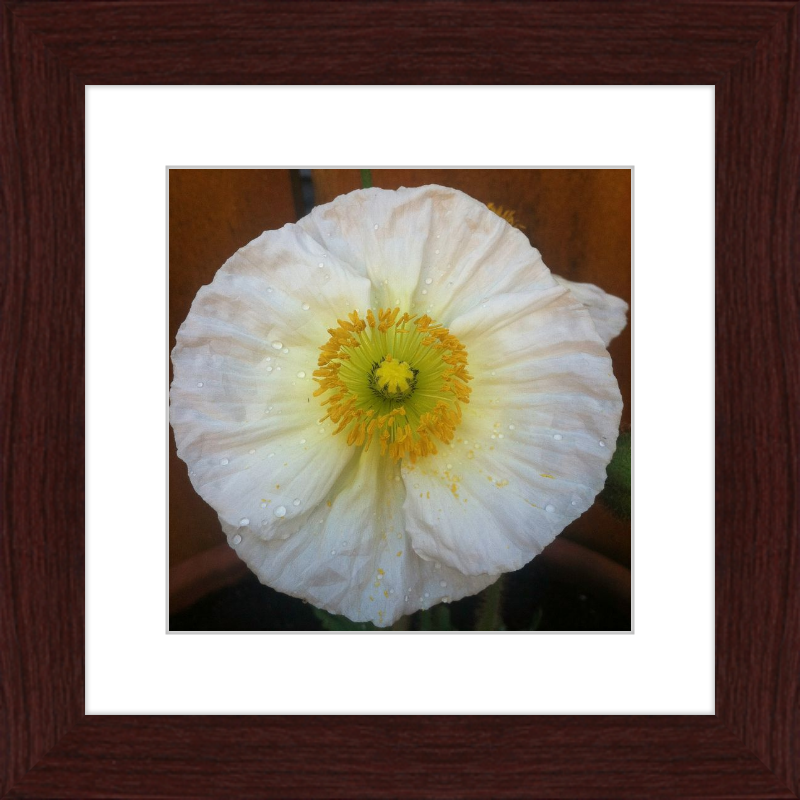 Poppy after the Rain