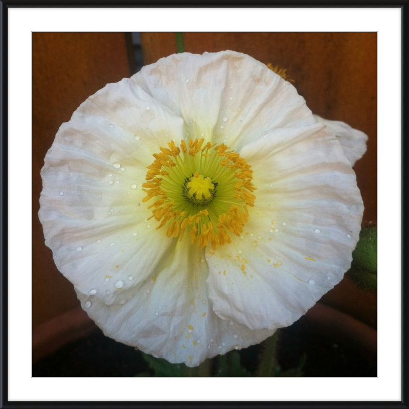 Poppy after the Rain